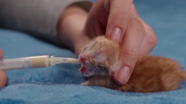 母親の猫のいないまま放置された新生児のブラインドジンジャー子猫は 新生児子猫の粉末ミルクを注射器から供給されます 高品質4K映像 — ストック動画