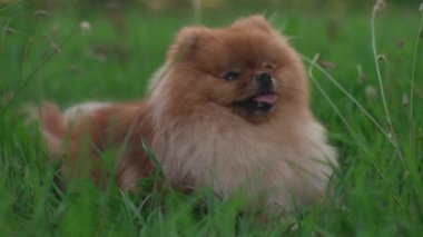 Pomeranian Spitz köpeği yeşil bir çimenlikte oturur ve aktif bir günün ardından nefesiyle serinler. Yüksek kalite 4k görüntü