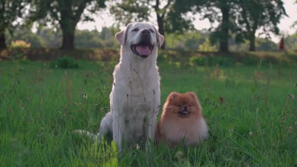 Dva Psi Velcí Malí Labrador Spitz Seděli Letním Trávníku Stínu — Stock video