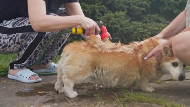 Ένα Σκυλί Κόργκι Πλένεται Από Δύο Γυναίκες Ένα Λάστιχο Κήπου — Αρχείο Βίντεο