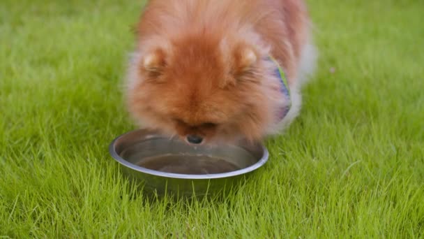 Lgbtのスカーフのスパイッツ犬は ボウルから緑色の芝生の飲料水の上にいる 高品質の4K映像 — ストック動画