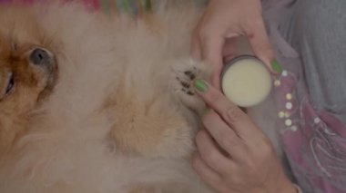 Spitz cinsi köpeklere masaj yapılır ve pençeleri için özel balmumu tedavileri yapılır. Yüksek kalite 4k görüntü
