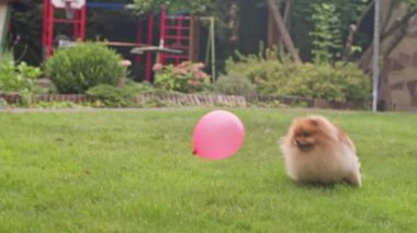 Yeşil çayırlarda şişme bir balonun peşinden koşan Pomeranya köpeği onu kovalıyor. 4K Görüntü 