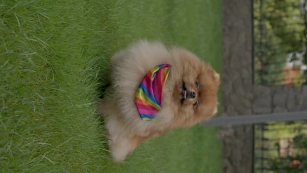 Lgbtのスカーフを着た若いポメラニアン スピッツ犬が緑色の芝生の上に座っている 高品質の4K映像 — ストック動画