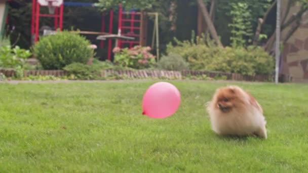 膨脹可能な気球の後で緑色の牧草地を走って ポメラニアのスピッツ犬はそれを追いかけます フッテージ — ストック動画