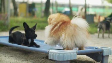Köpek yuvasında oyun sırasında, bir köpek yavrusu ve bir Pomeranya Spitz birlikte oynarlar. Yüksek kalite 4k görüntü