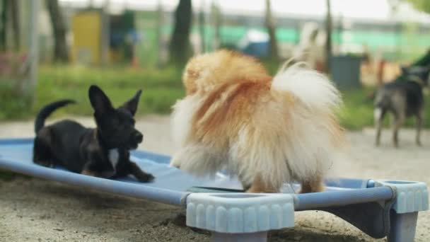 Durante Brincadeira Creche Cachorro Spitz Pomerânia Brincam Juntos Imagens Alta — Vídeo de Stock