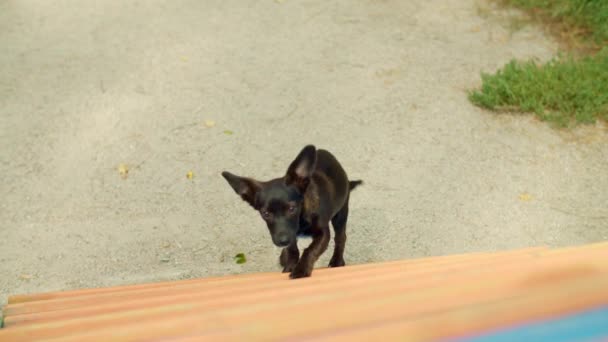 Cachorro Perro Negro Quiere Tobogán Pero Tiene Miedo Puede Tomar — Vídeo de stock