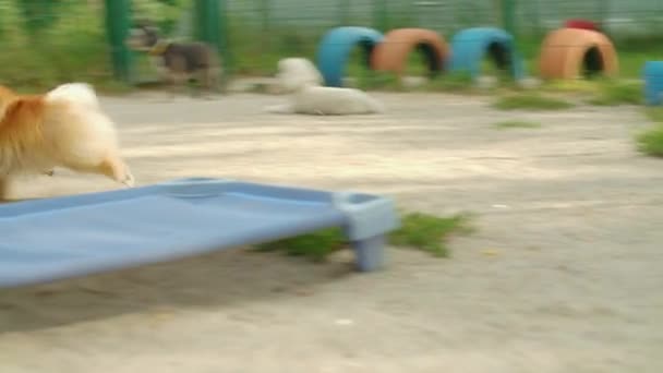 Две Собаки Одна Преследует Другую Играют Детской Площадке Собачьем Детском — стоковое видео