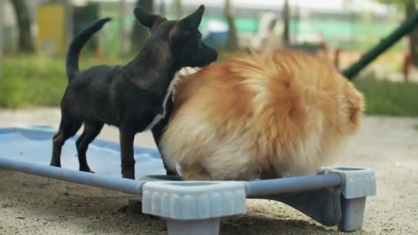Twee Honden Een Puppy Een Pomeranian Spitz Spelen Speelplaats Het — Stockvideo