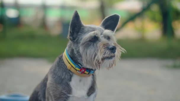 Yaşlı Bir Köpek Sokakta Sadakatle Oturur Sahibini Bekler Kollar Yüksek — Stok video