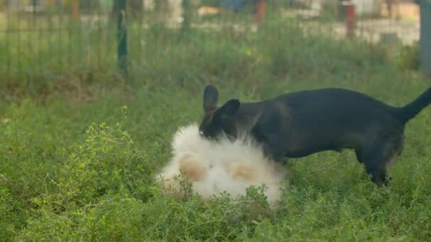 Cachorro Spitz Pomerânia Brincando Cruelmente Grama Verde Imagens Alta Qualidade — Vídeo de Stock