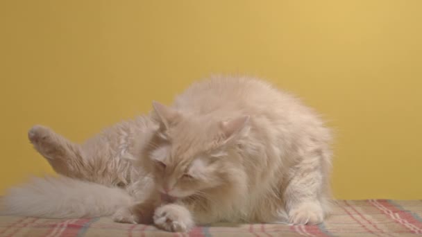 赤いタビーの猫は黄色い背景にあり 檻の中の平原にあり 彼の衛生状態を見ている彼の背中の足をライセンスします 高品質の4K映像 — ストック動画