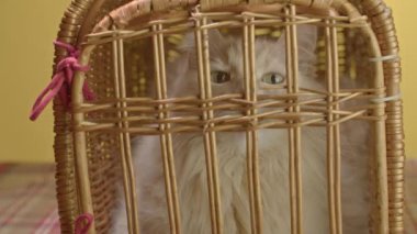 Kırmızı bir kedi antika bir taşıyıcıda oturuyor, bıyıklarını ona sürtüyor ve bekliyor. Yüksek kalite 4k görüntü