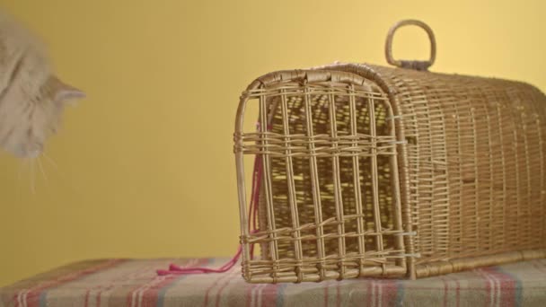 Man Puts Ginger Cat Old Straw Carrier Yellow Background High — Stock Video