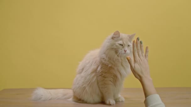Eğitimli Kedi Sarı Arka Planda Oturur Aşağıdan Gelen Ele Beşlik — Stok video