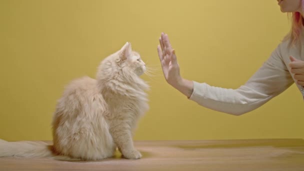Μια Εκπαιδευμένη Κοκκινομάλλα Γάτα Κάθεται Στο Κίτρινο Φόντο Και Κάνει — Αρχείο Βίντεο