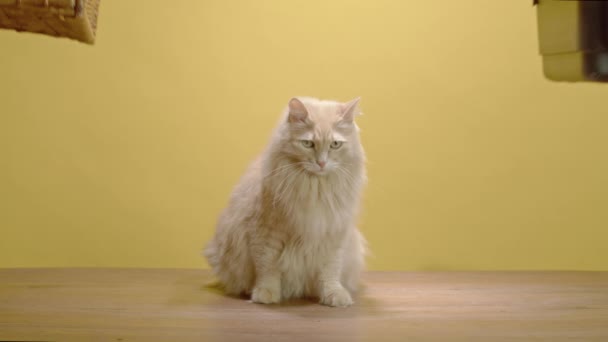 Ginger Puszysty Kot Studio Wybierając Przewoźnika Starego Lub Nowego Który — Wideo stockowe