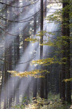 Sonbahar orman sabahın erken saatlerinde