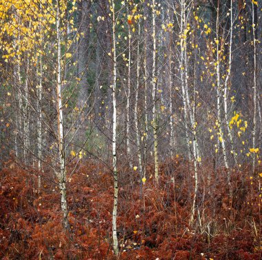 sonbahar orman modeli