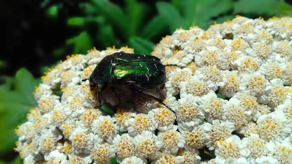 Primer Plano Escarabajo Verde Brillante Una Planta Floreciente Cetonia Sobre — Foto de Stock