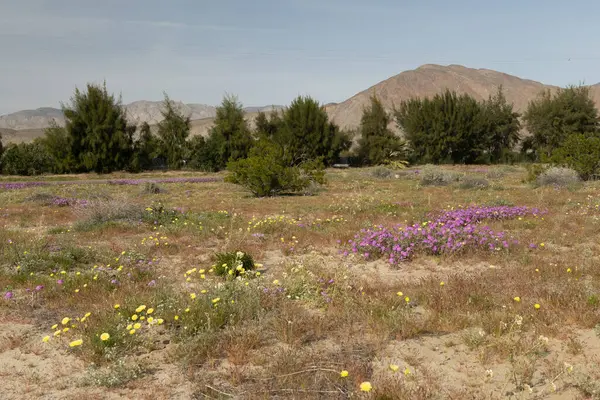 Borrego Springs Super Bloom Una Splendida Cattura Del Deserto Ornato — Foto Stock
