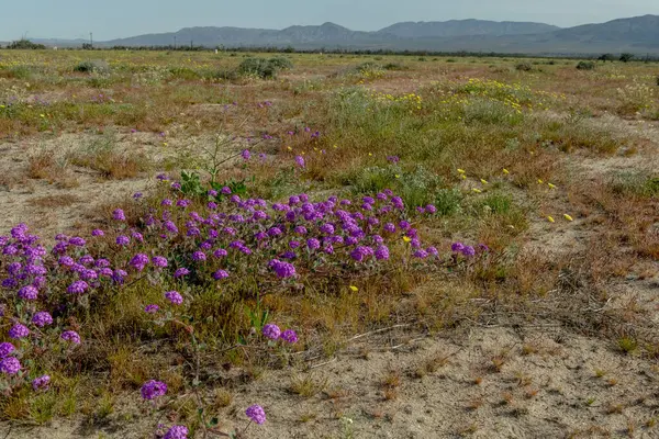 Borrego Springs Super Bloom Una Splendida Cattura Del Deserto Ornato — Foto Stock