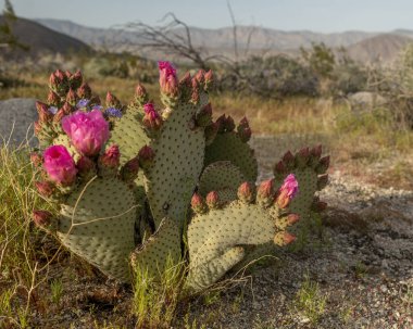 Beavertail Cactus Opuntia Basilaris 'in çöldeki fotoğrafı: canlı pembe çiçeklerle dolu çarpıcı bir düz bitki, kurak çöl manzarasını tamamlıyor ve etkileyici bir kontrastlık ve güzellik yaratıyor..