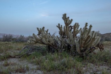Büyüleyici Cylindropuntia ganderi kaktüsüyle Anza-Borrego Çöl deneyimini arttır. Canlı çiçekleri ve dirençli doğası onu herhangi bir çöl manzarasına büyüleyici bir katkı yapıyor.. 
