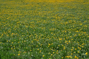  Kocaman bir karahindiba tarlası.                              