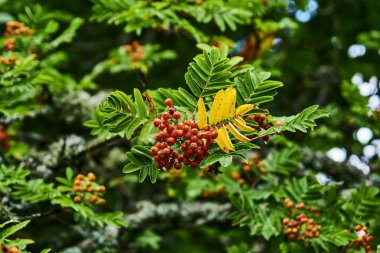  Bir dalda Rowanberry                             