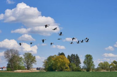 Uçan kuş sürüsü