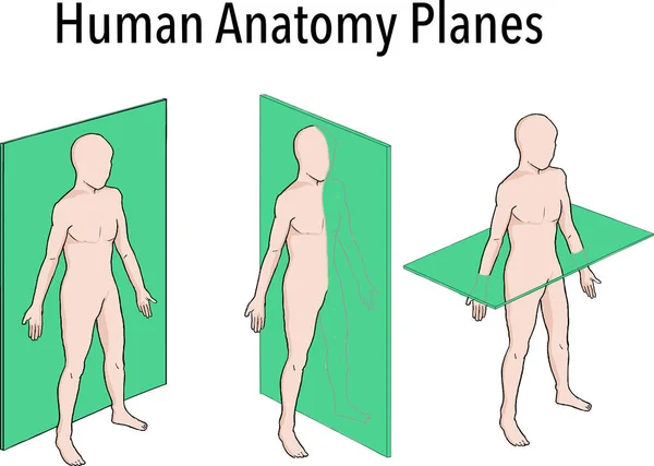 Kesiğin Anatomik Düzlemleri Sagital Koronal Enine Boydan Boya Bir Erkek — Stok Vektör