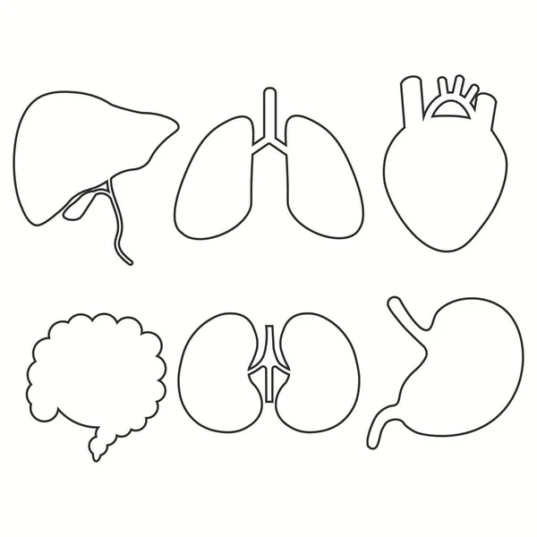 Ícone Órgãos Humanos Define Contornos Ilustração Vetorial — Vetor de Stock