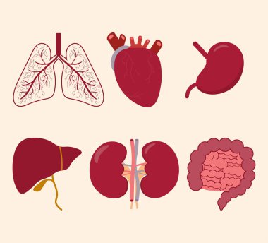 Kalp ciğerleri olan insan organları mide bağırsakları böbrekler karaciğer, yassı ikonlar, renkli semboller içeriyor. Vektör çizimi. Düz biçim tasarımı