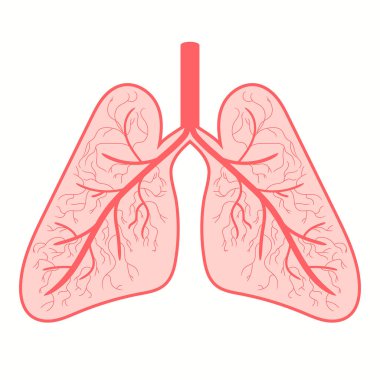 Akciğer insan ikonu, solunum sistemi sağlıklı akciğerler düz tıbbi organ ikonu. Vektör