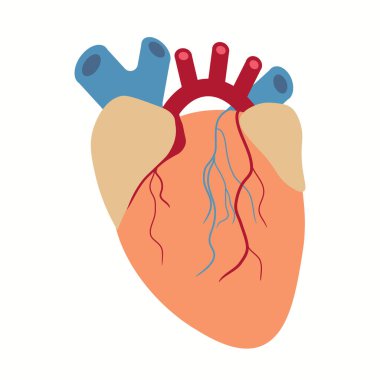 İnsan Kalbi. Tıp Tasarım Arkaplanı. İnsan kalbi anatomisi. Organlar sembolü. Çizgi film tarzında vektör illüstrasyonu.