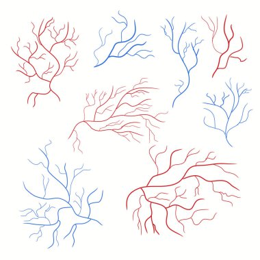 Damarlar ve atardamarlar. İnsan damar sistemi ve kan damarları, kan akışı olan kırmızı kılcal damarlar, sağlıklı kardiyovasküler sistem. Anatomi arterinin vektör kümesi damar çizimi