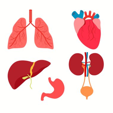 İnsan İç Organı Simgesi Seti. Vektör illüstrasyonu