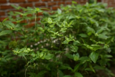 Bahçede yeşil yapraklar