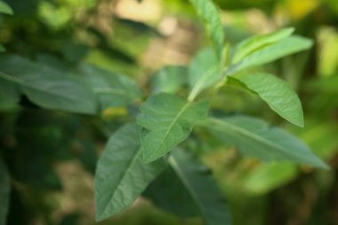 Bahçede yeşil yapraklar