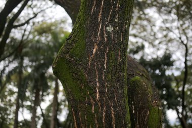 Bir ağaç gövdesinin yakın plan çekimi.