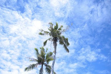 Beyaz arka planda mavi gökyüzü olan bir palmiye ağacı. Tropik ada, seyahat, tatil konsepti.