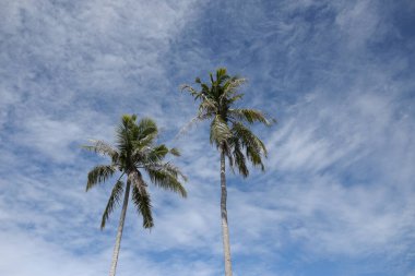 Mavi gökyüzü olan palmiye ağacı. seyahat arkaplanı
