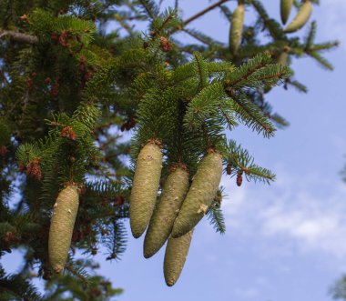closeup of fresh, young cones of spruce tree over August blue sky for botanical and flora
