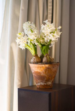 light on white hyacinth flowers in vintage terracotta pot designing a pure home design for fresh wellbeing, beauty and springtime rebirth over curtain background