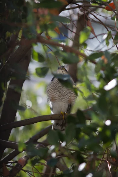 Aves Rapaces Pequeñas Silvestres Que Observan Presas Dentro Hojas Árboles —  Fotos de Stock