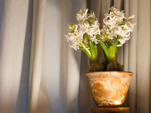 Beautiful Terracotta Pot White Hyacinth Flowers Vintage Style Garden Rebirth — Stock Photo, Image