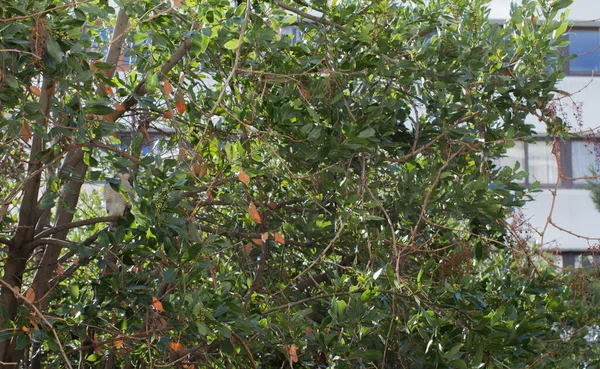 Biodiversity Town Small Raptor Bird Apartment Building Background Common Kestrel — Stock Photo, Image