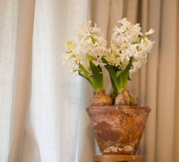 春光照射在旧兵马俑盆中的白杨树花和球茎上 在窗帘的背景上设计一个纯净的家庭设计 — 图库照片